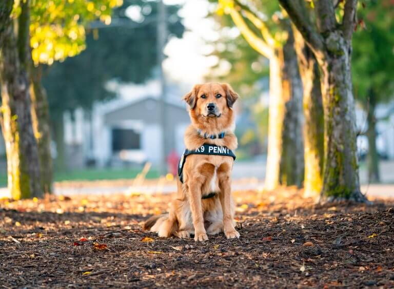 May Community Coin Partner: Crisis Canines